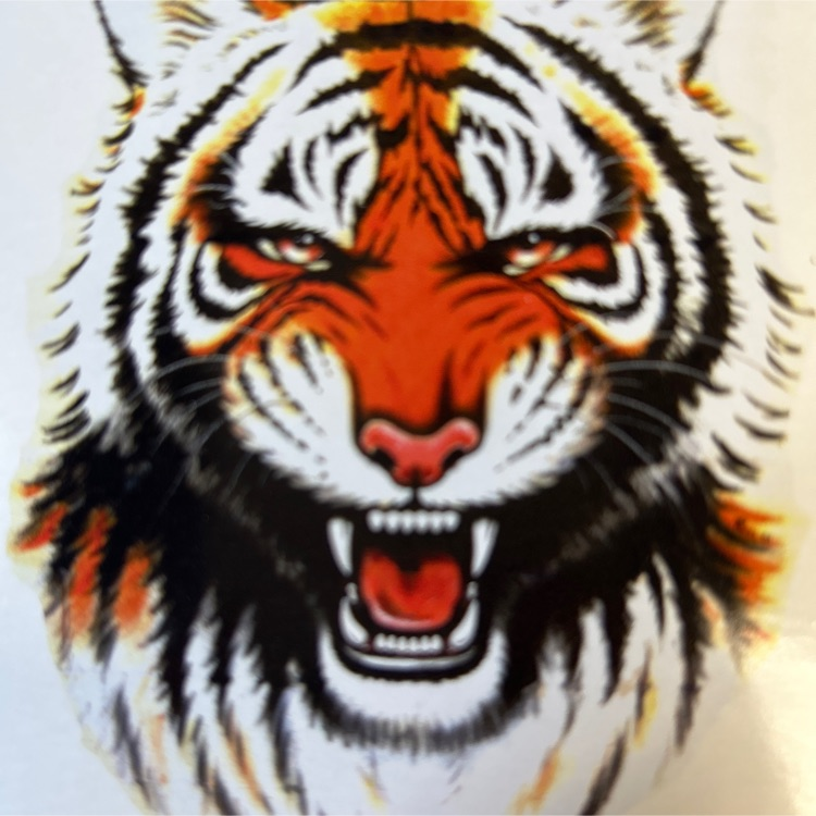 Tiger gs